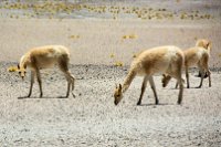 Chile 2016-11-17 13-20-00 (DSC_9277)